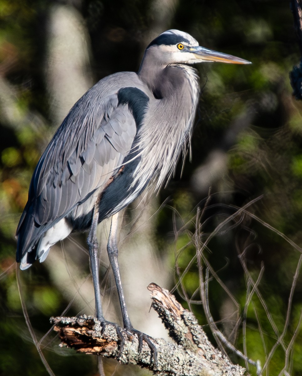 Great Blue Heron - ML644103366