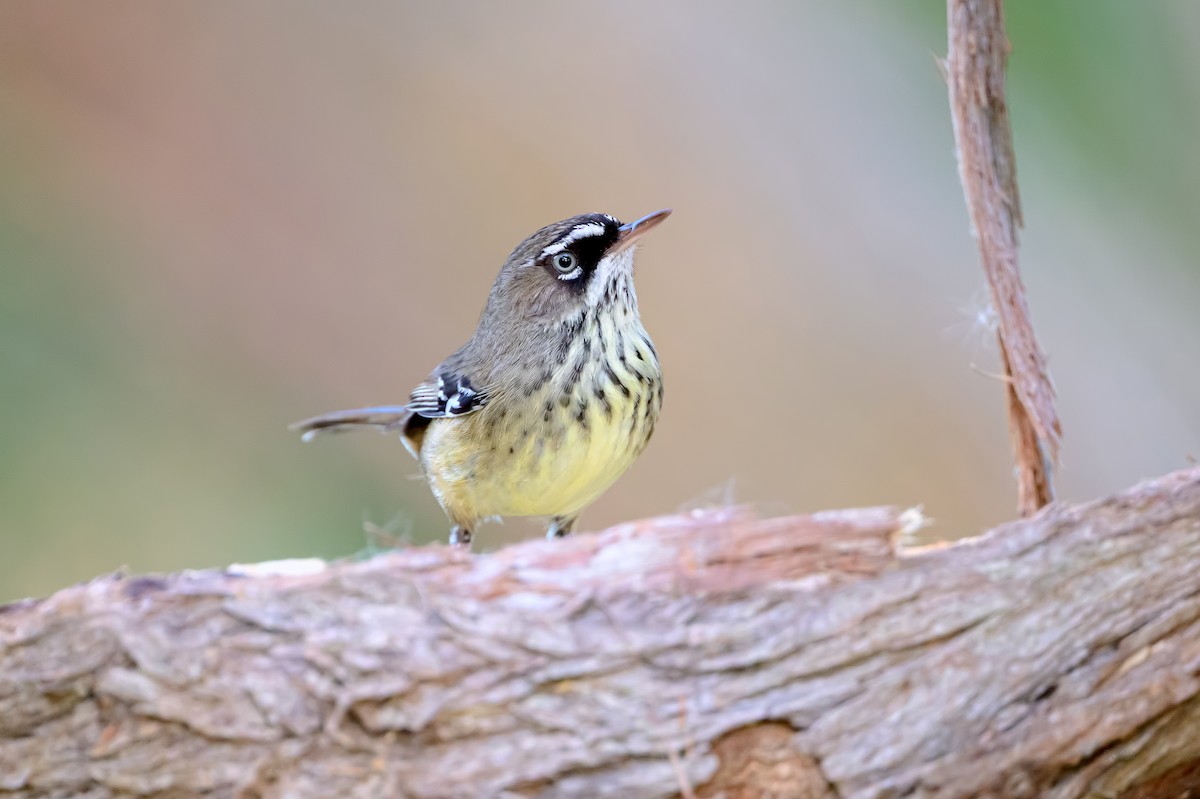 Spotted Scrubwren - ML644103379