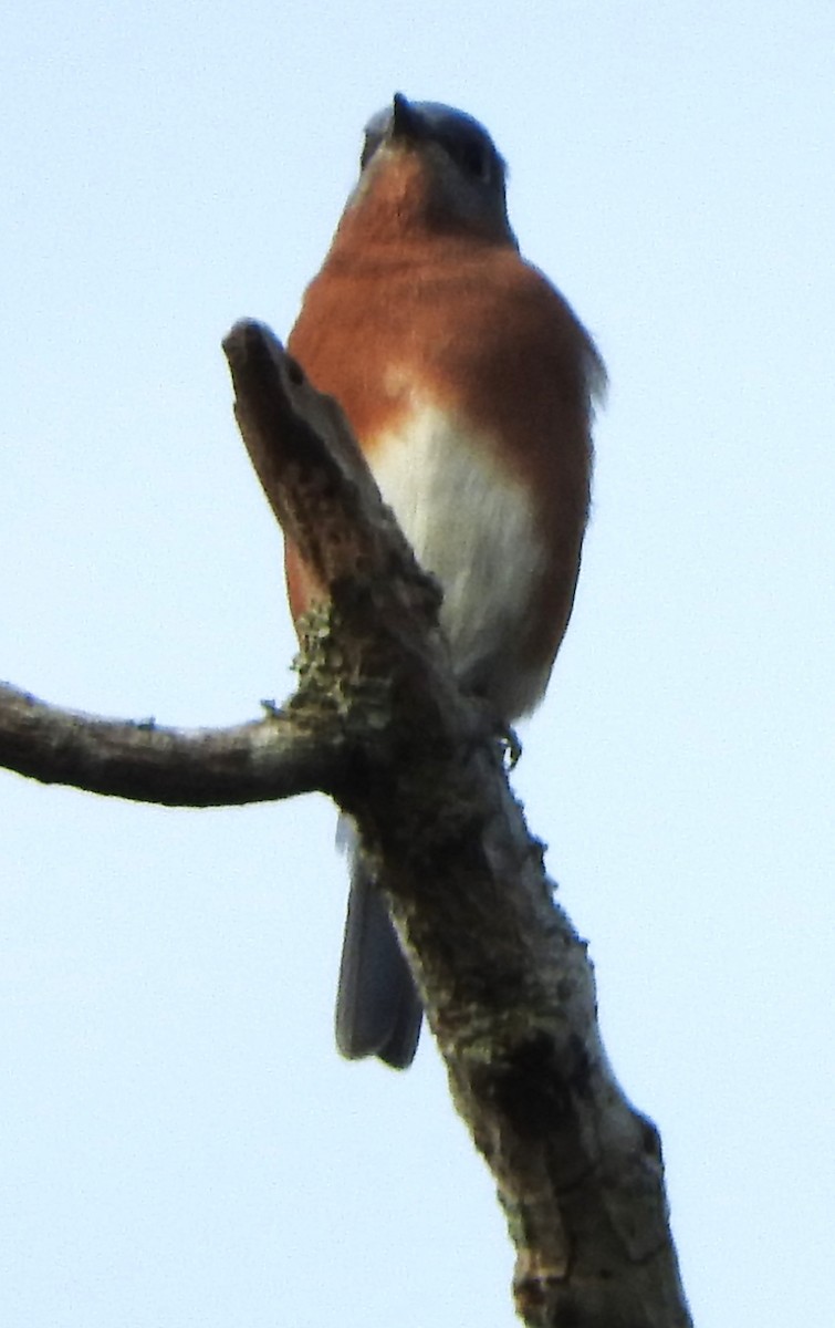 Eastern Bluebird - ML644103391
