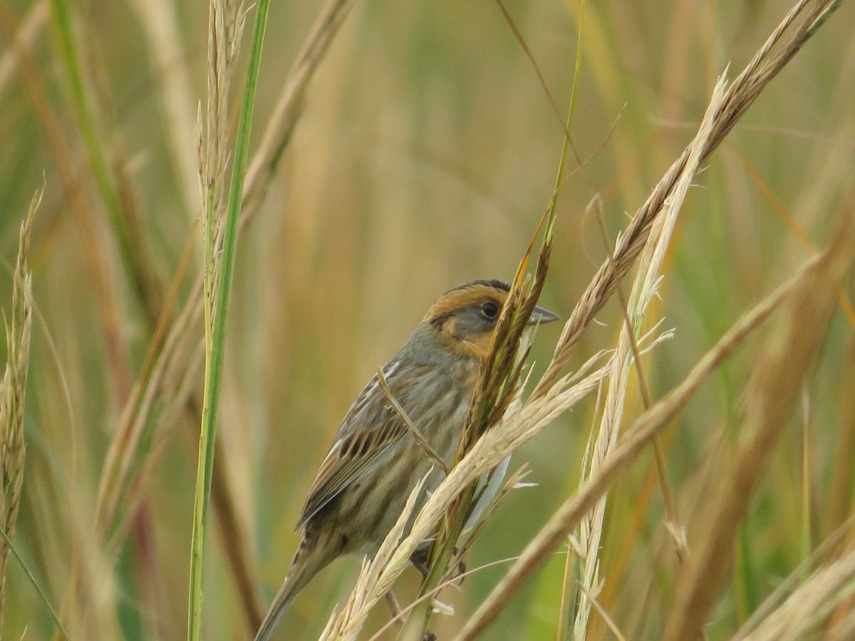 Saltmarsh Sparrow - ML644103392