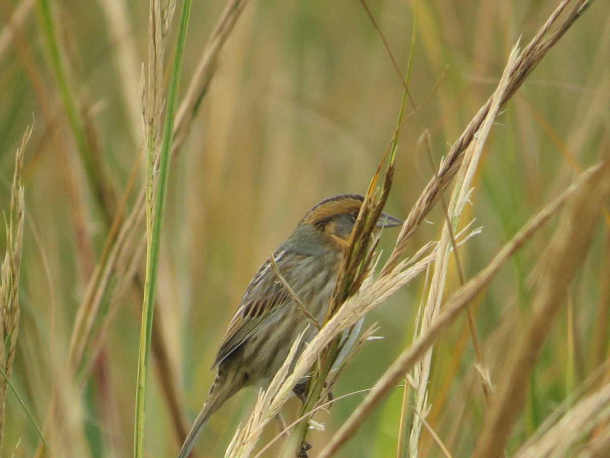 Saltmarsh Sparrow - ML644103393