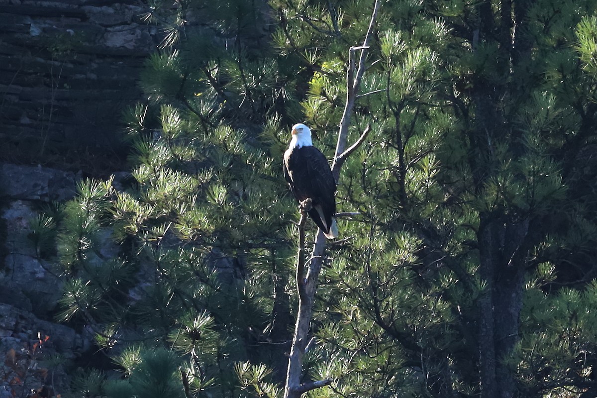 Bald Eagle - ML644103396