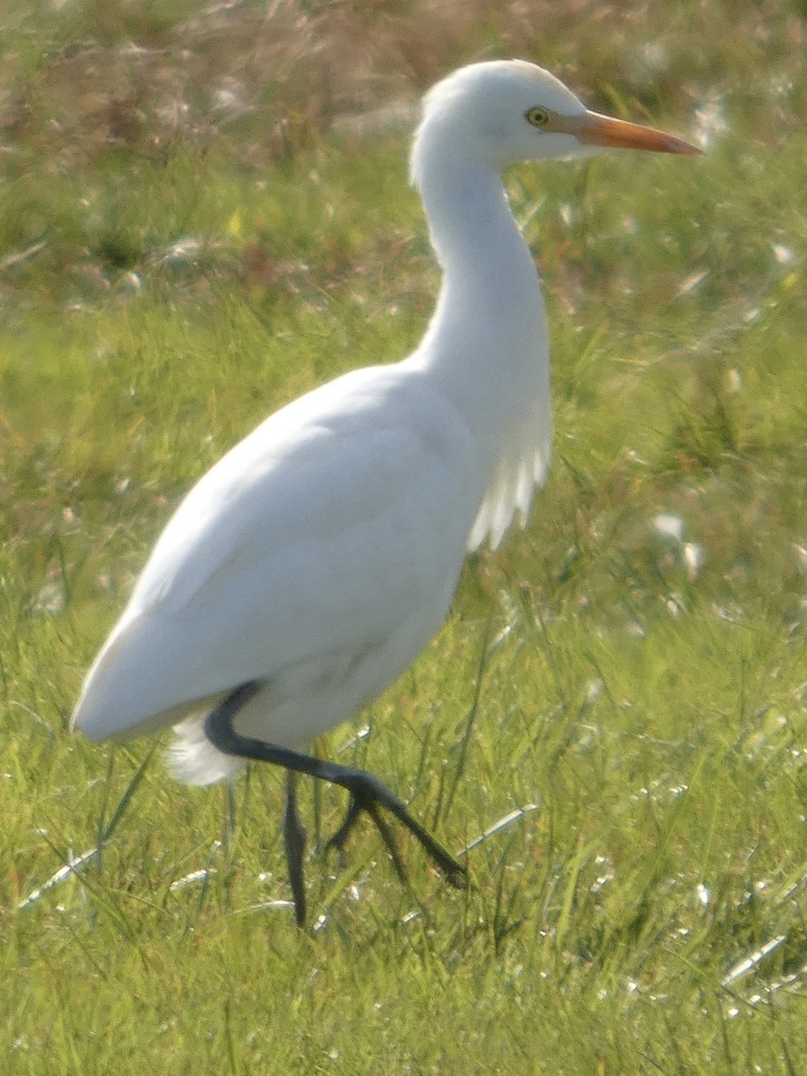Western Cattle-Egret - ML644103399