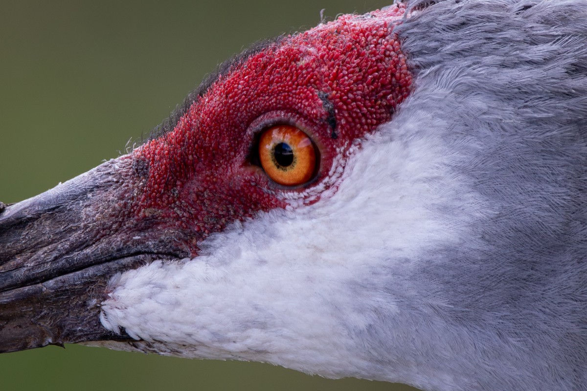 Sandhill Crane - ML644103437