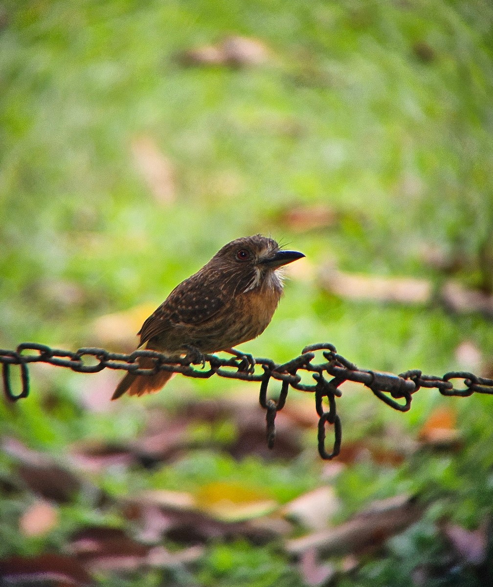 White-whiskered Puffbird - ML644103454