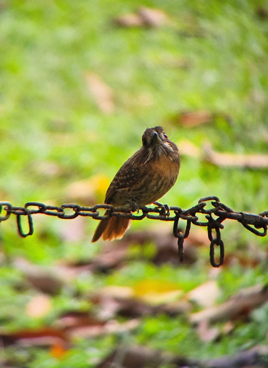 White-whiskered Puffbird - ML644103455