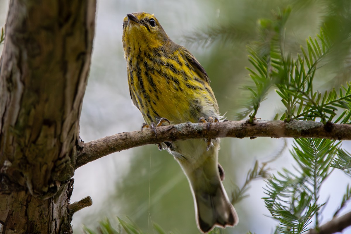 Cape May Warbler - ML644103461