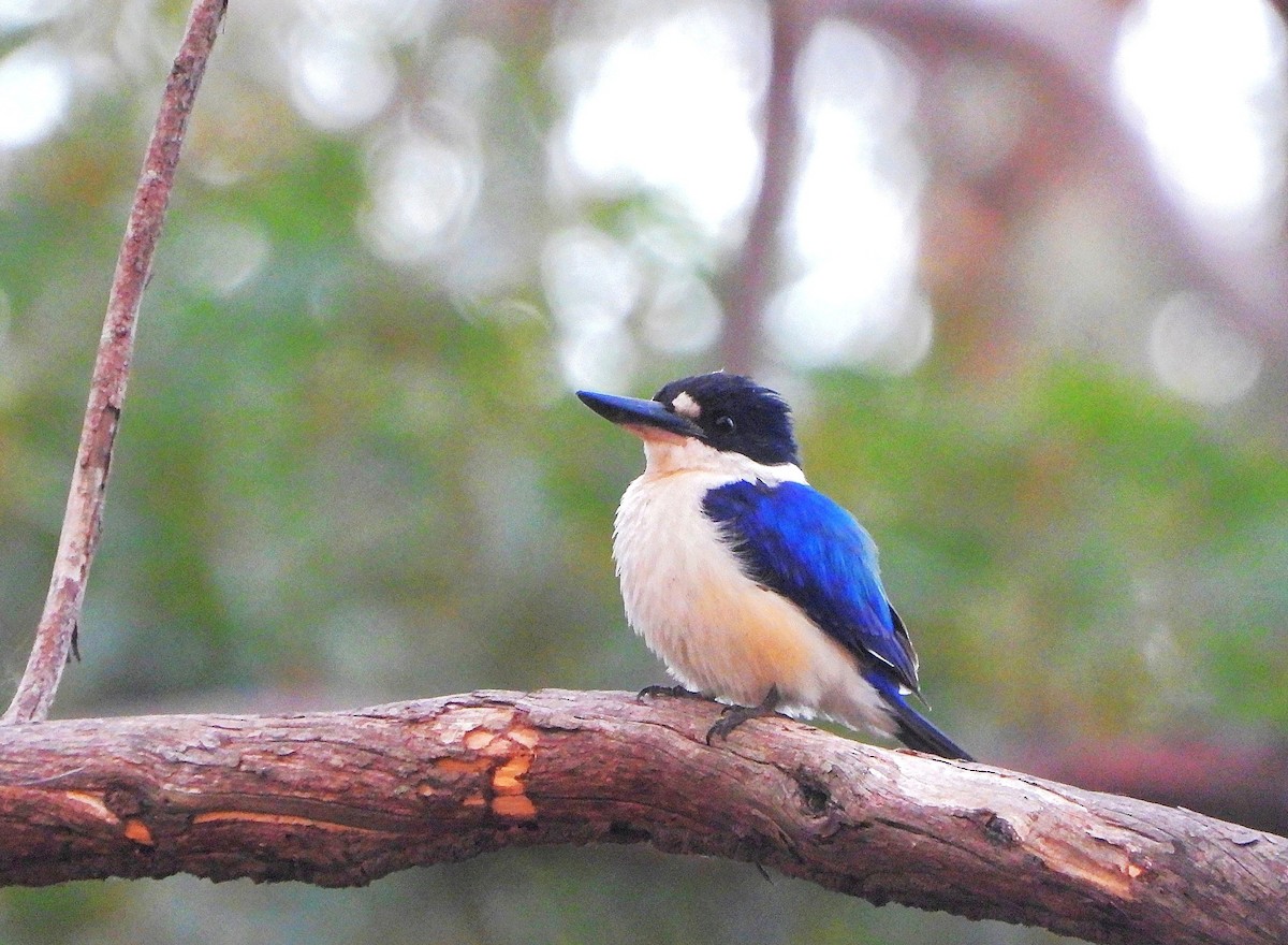 Forest Kingfisher - ML644103462
