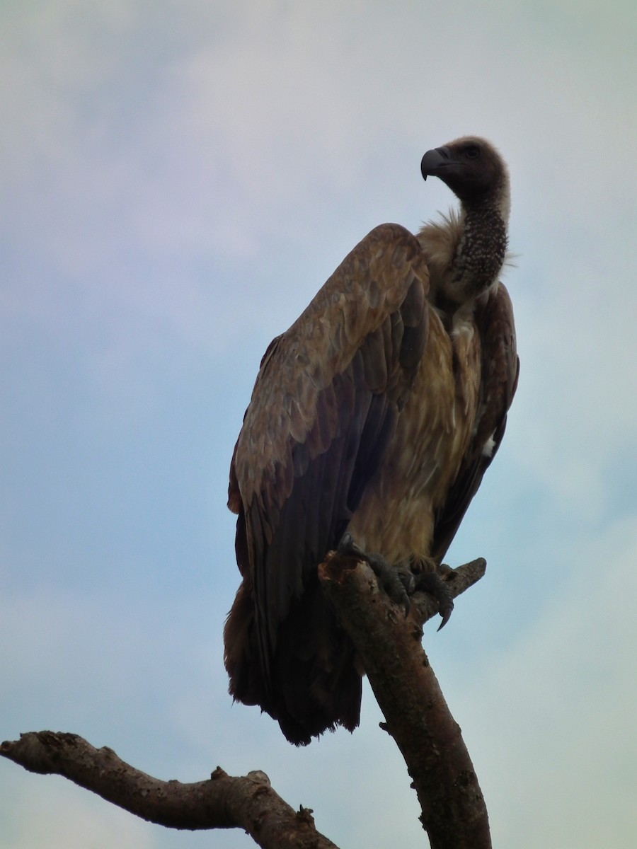 White-backed Vulture - ML644103463