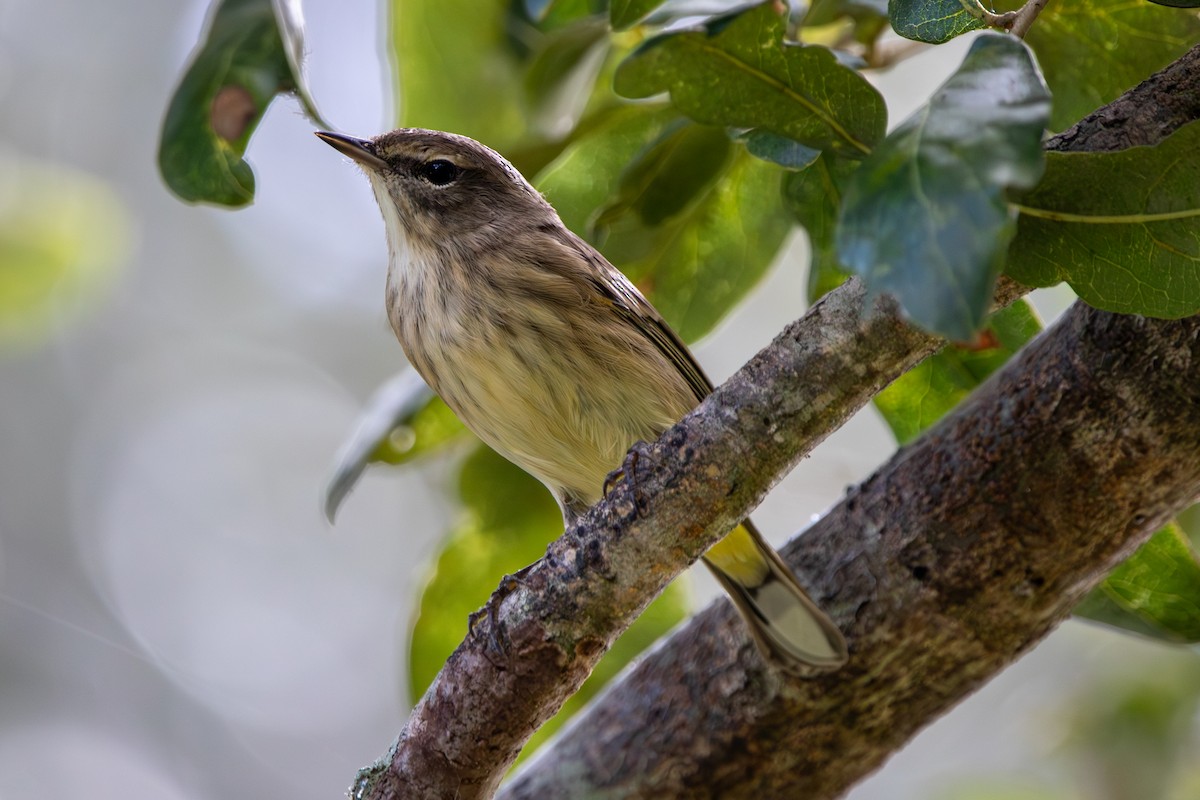 Palm Warbler - ML644103465