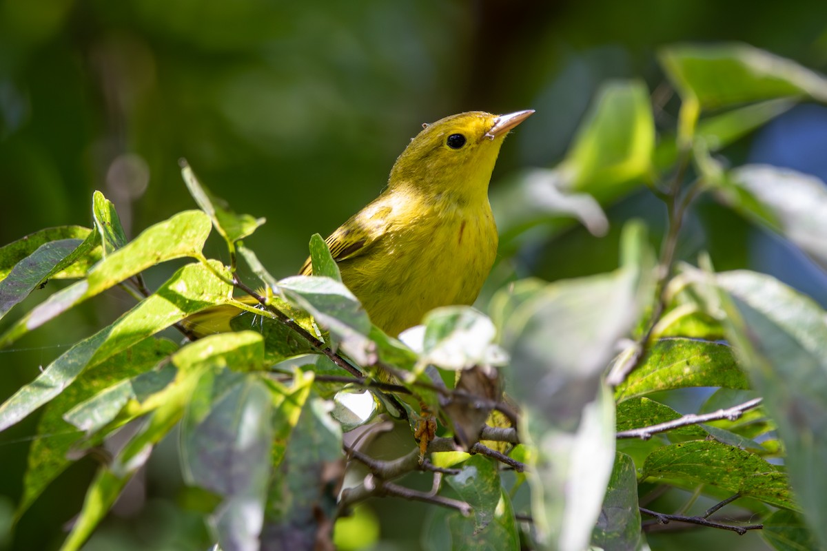 Yellow Warbler - ML644103467