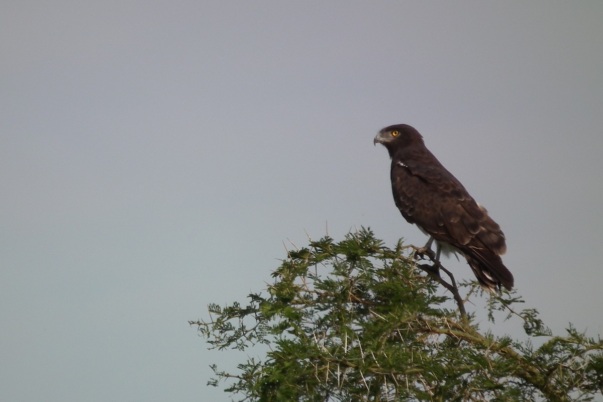 svartbrystslangeørn - ML644103501