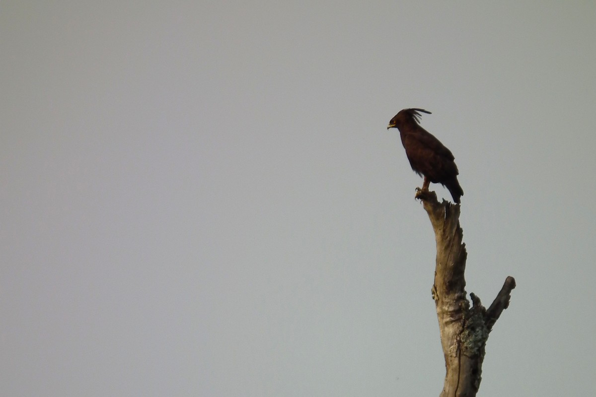 Long-crested Eagle - ML644103507