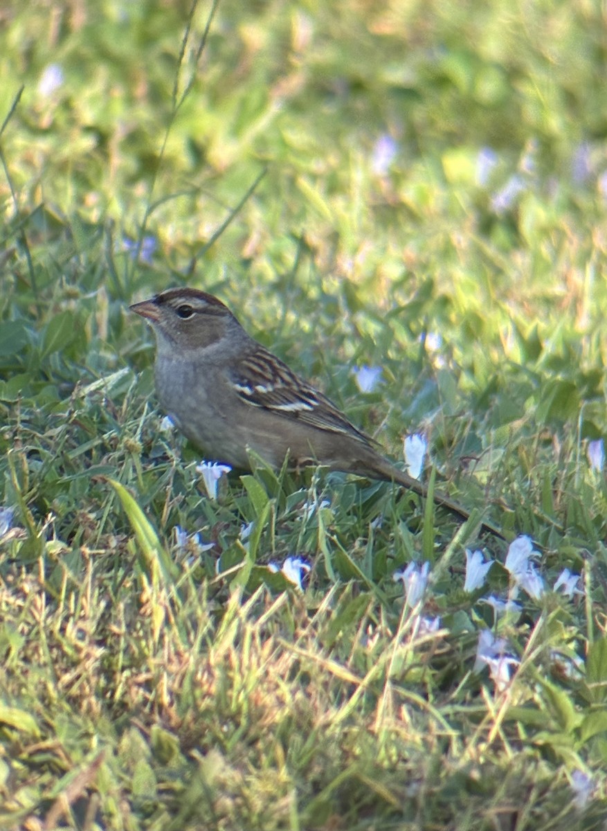 White-crowned Sparrow (Gambel's) - ML644103528