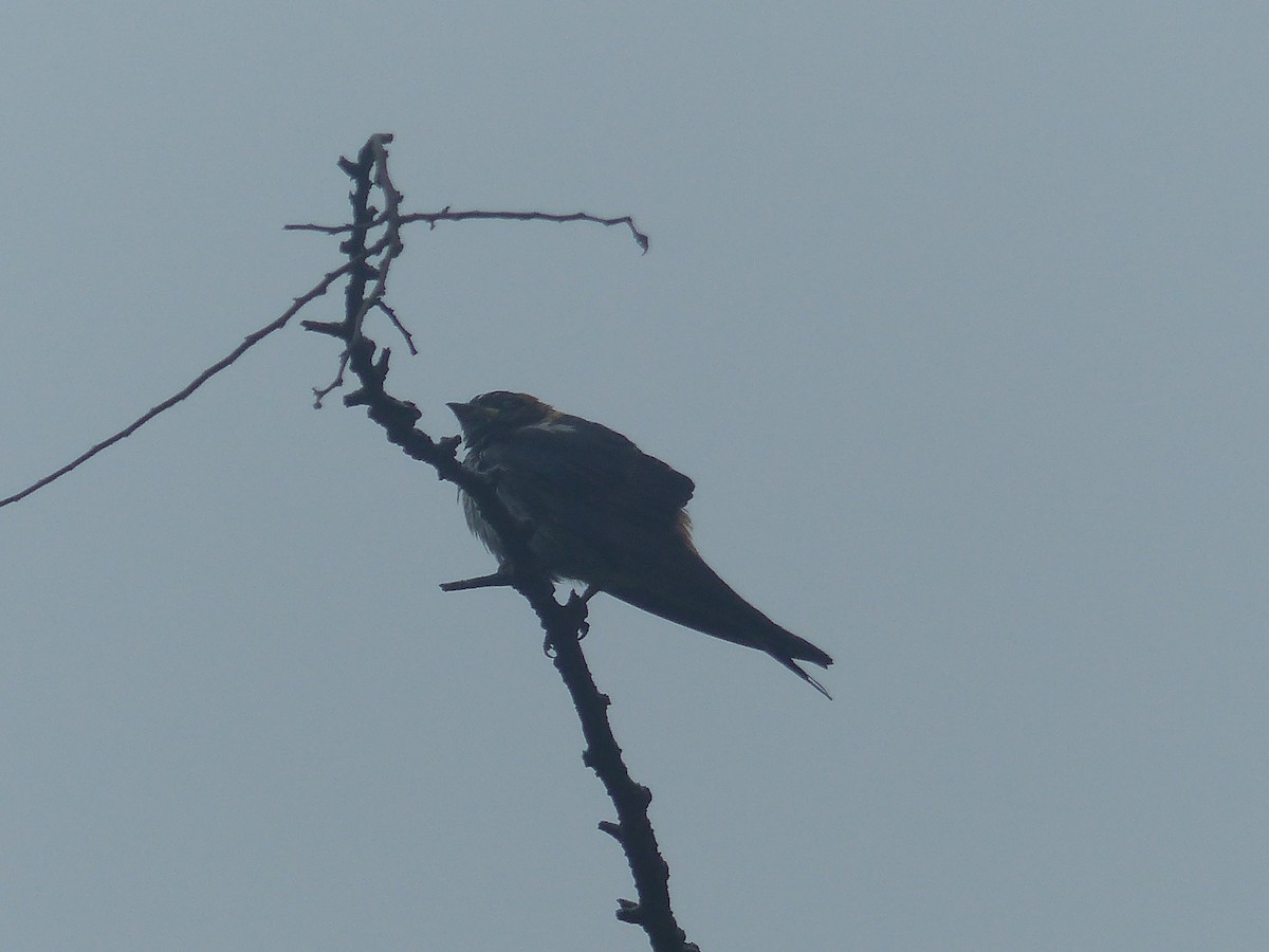 Greater Striped Swallow - ML644103531