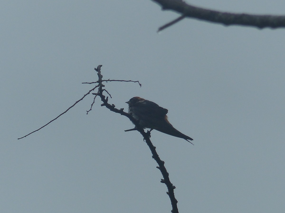 Greater Striped Swallow - ML644103532