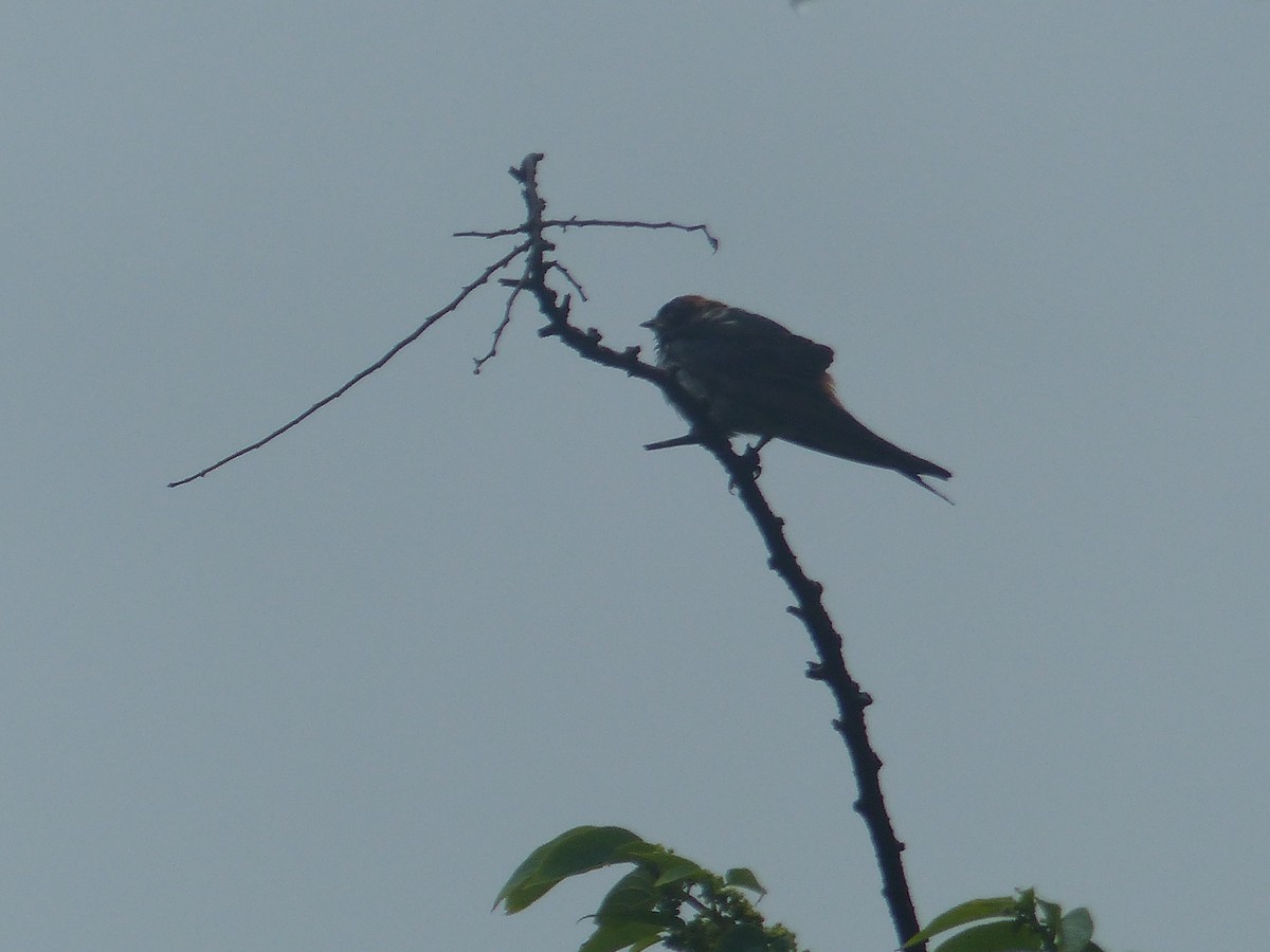 Greater Striped Swallow - ML644103533