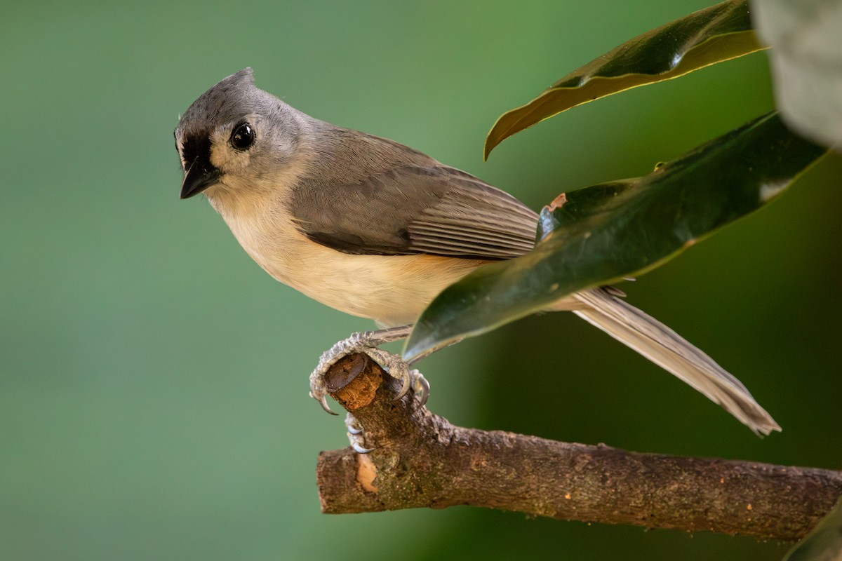 Tufted Titmouse - ML644103546