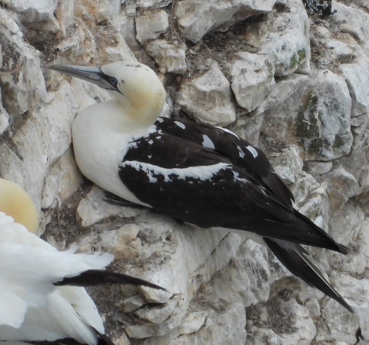 Northern Gannet - ML644103549