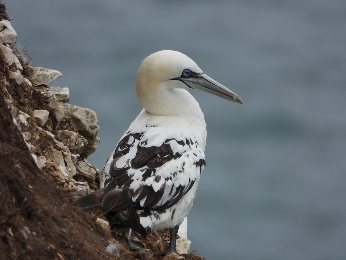 Northern Gannet - ML644103551