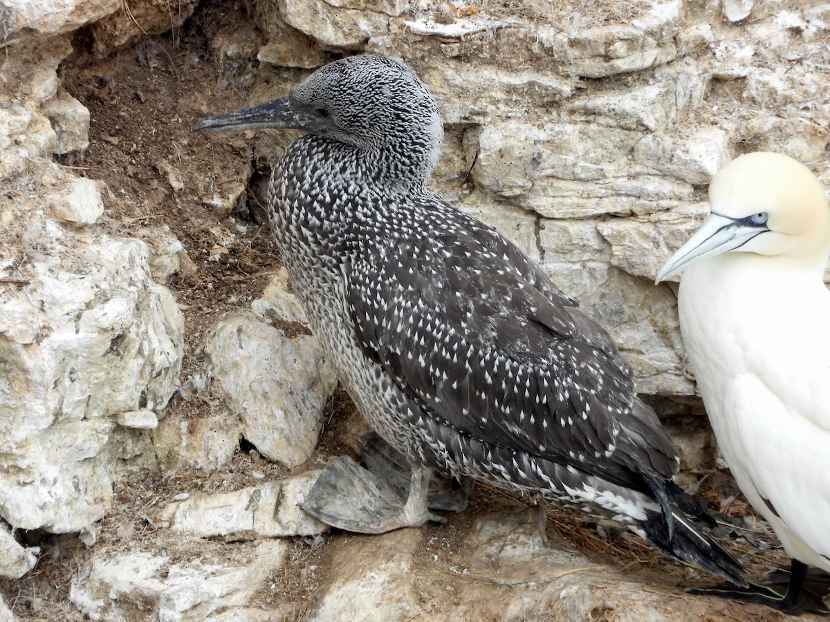 Northern Gannet - ML644103552