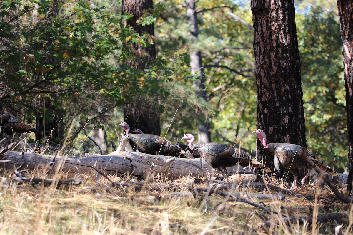 Wild Turkey - ML644103573