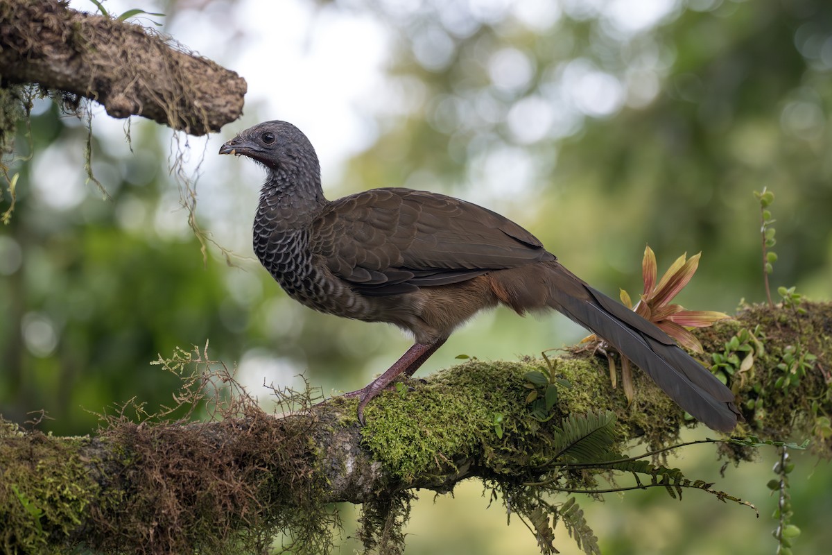 colombiahokko - ML644103575