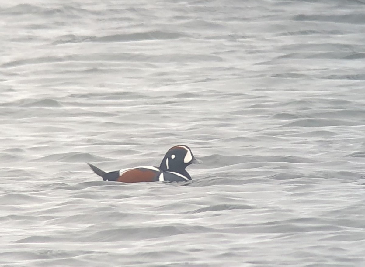 kačka strakatá - ML644103582