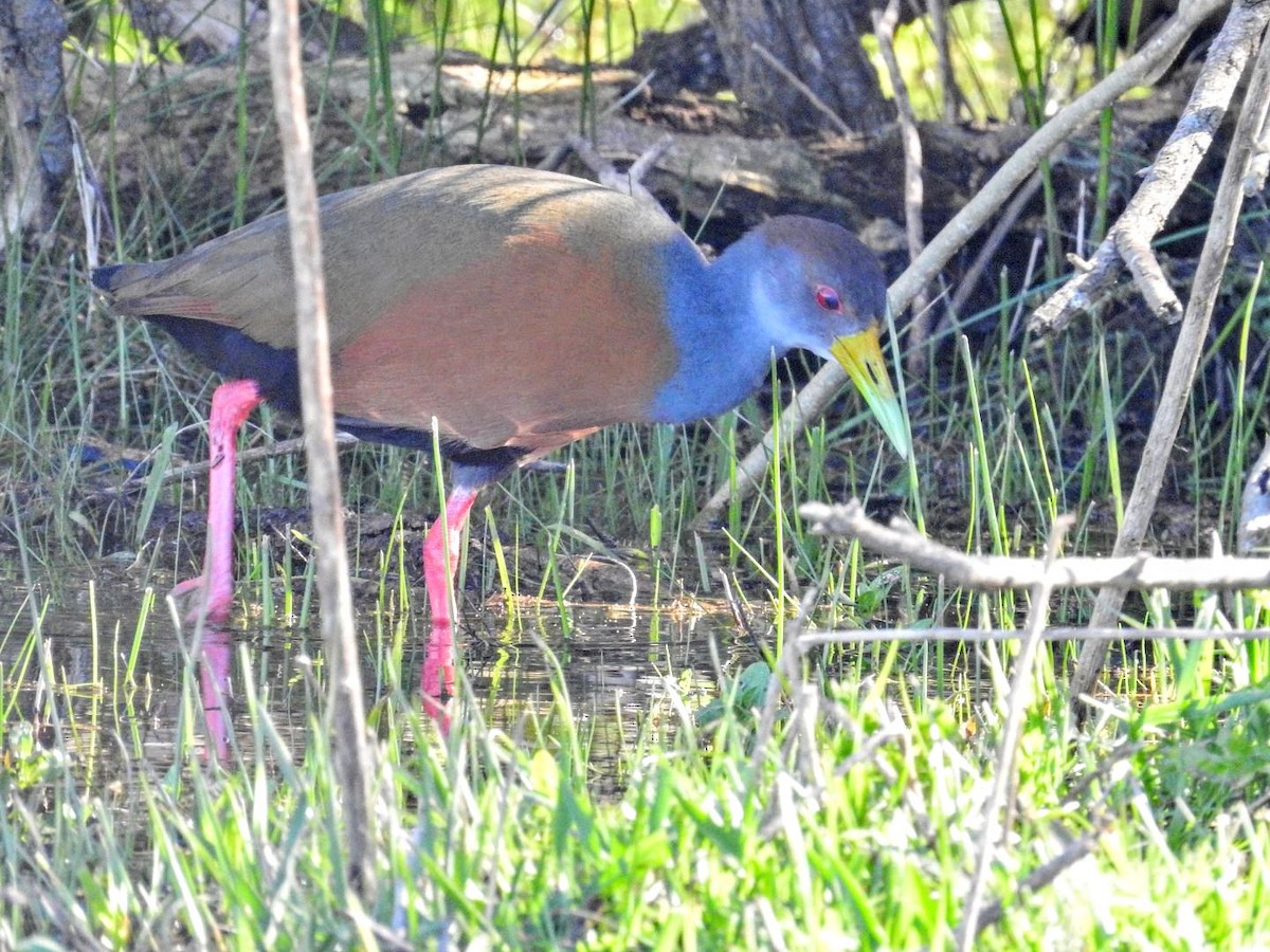 Gray-cowled Wood-Rail - ML644103593