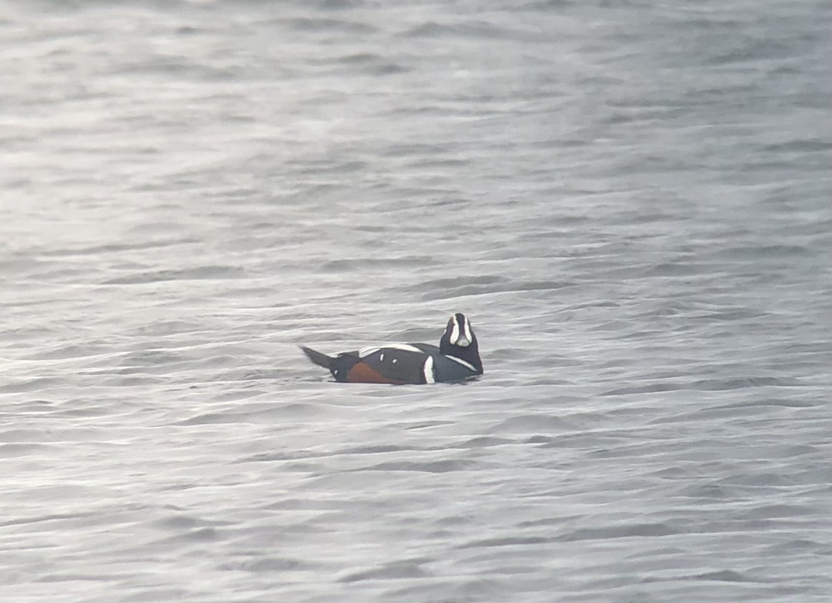 kačka strakatá - ML644103597