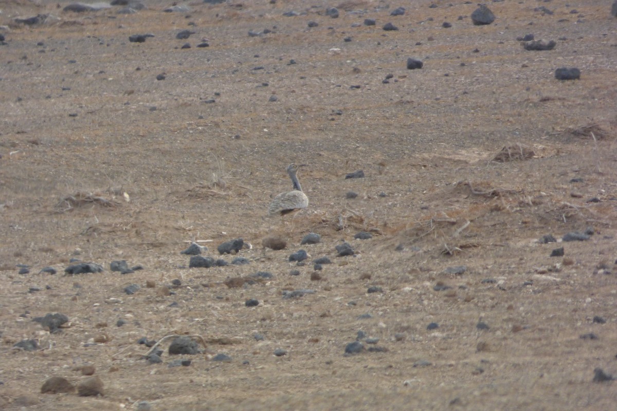 African Houbara (Canary Is.) - ML644103601