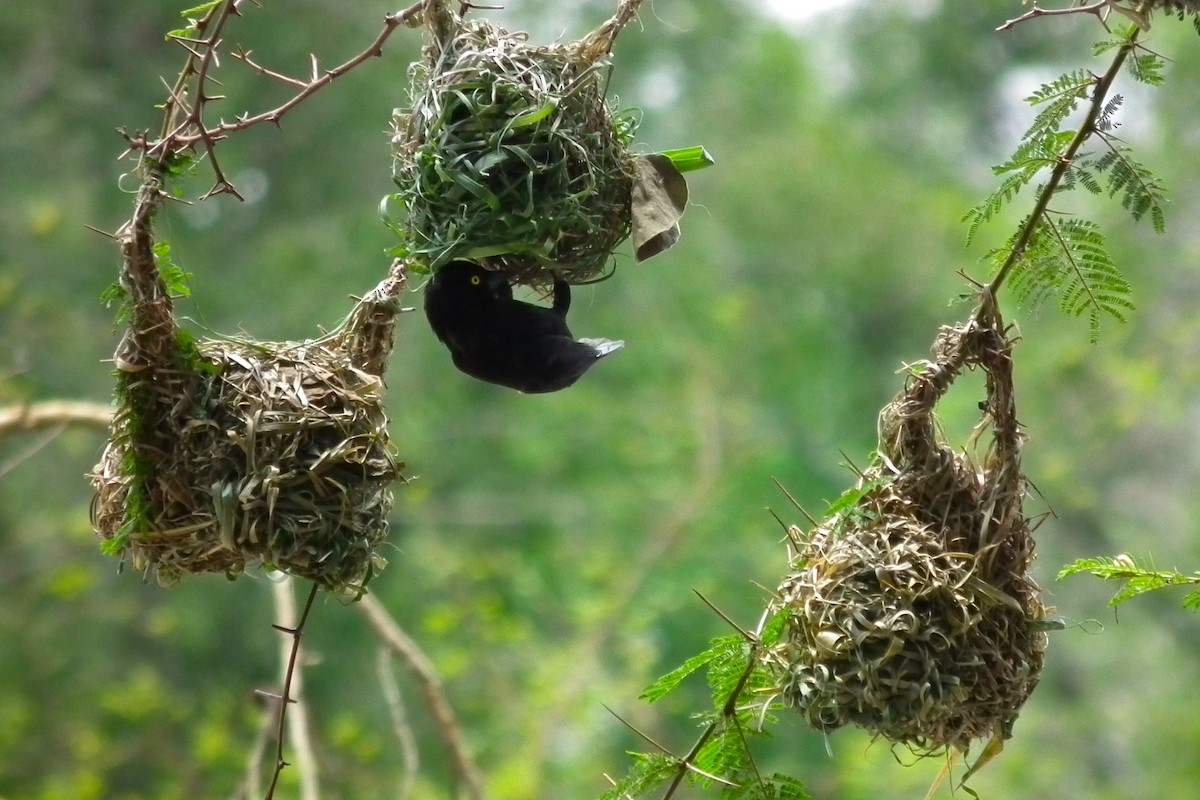 Vieillot's Black Weaver - ML644103604