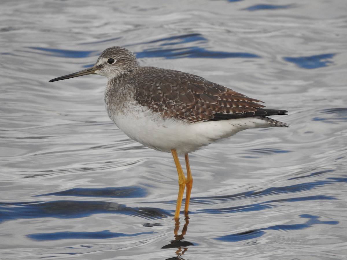 Greater Yellowlegs - ML644103620