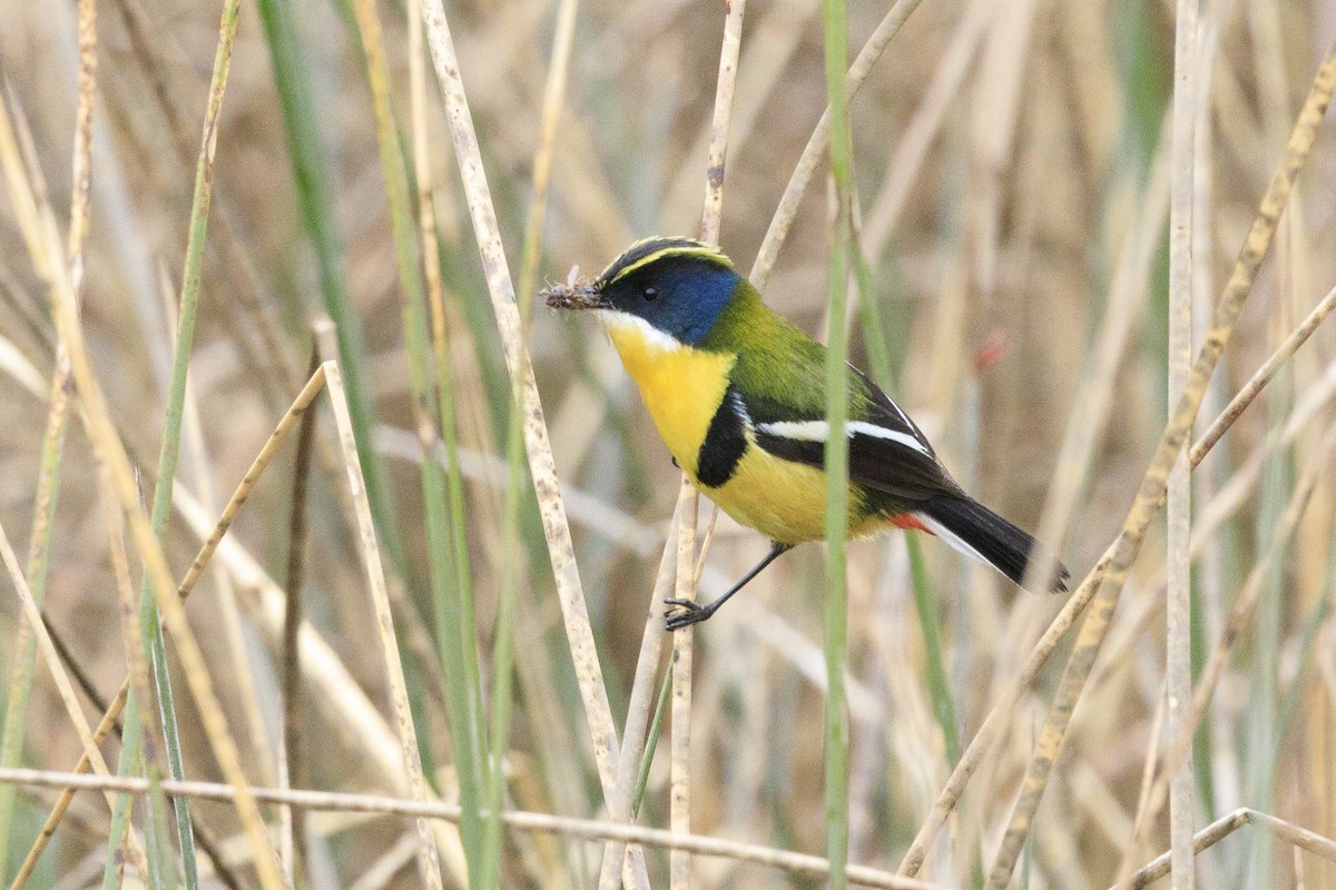 Many-colored Rush Tyrant - ML644103630