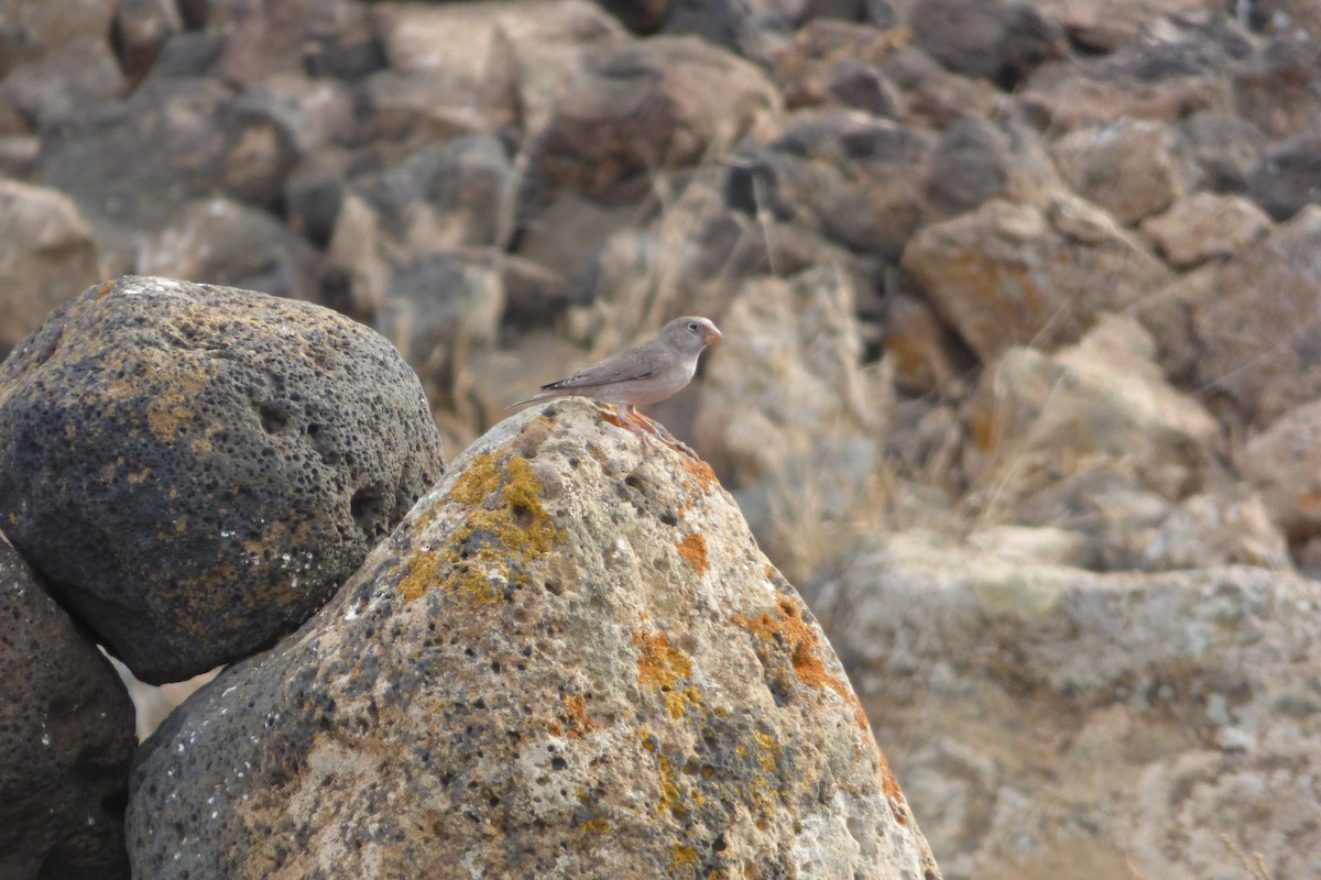 Trumpeter Finch - ML644103640