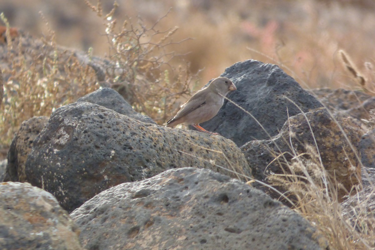 Trumpeter Finch - ML644103649