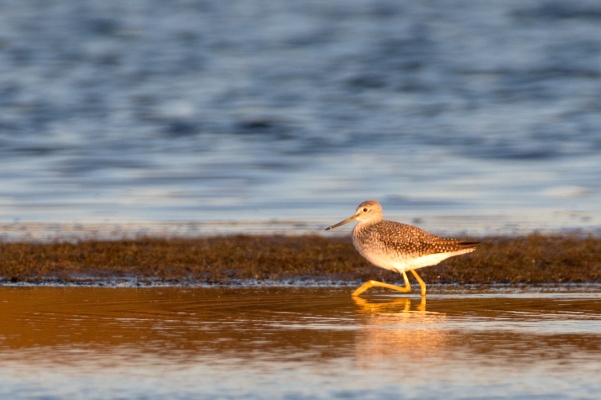 plystresnipe - ML644103675