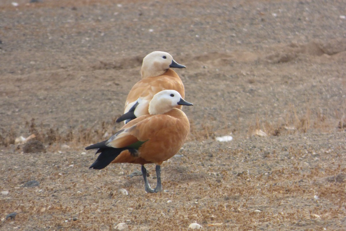 Ruddy Shelduck - ML644103676