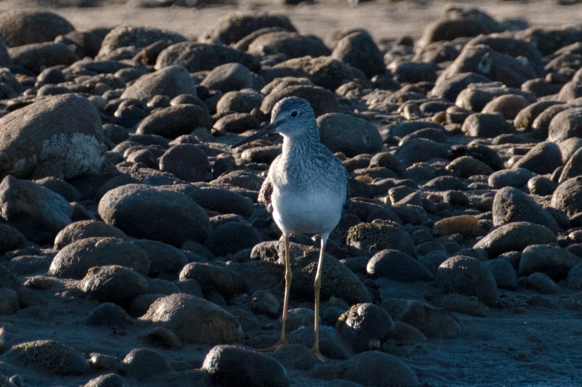 plystresnipe - ML644103677