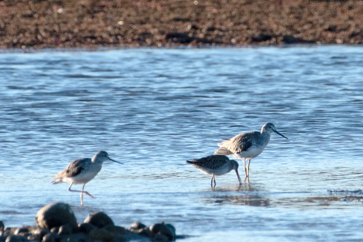 plystresnipe - ML644103678