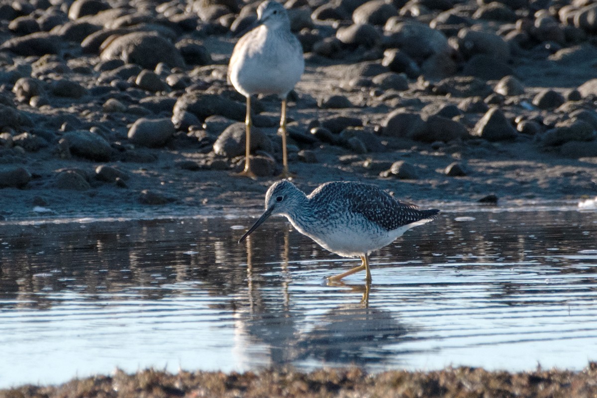 plystresnipe - ML644103679