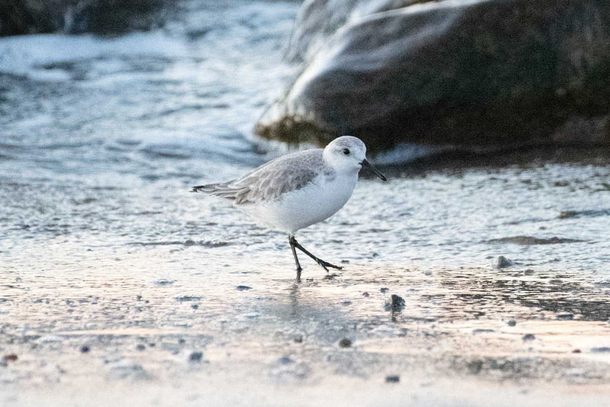 sandløper - ML644103686