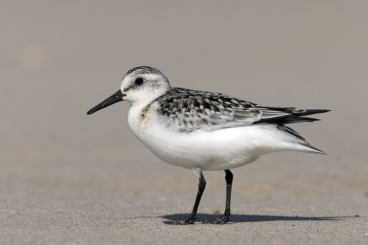Sanderling - ML644103688
