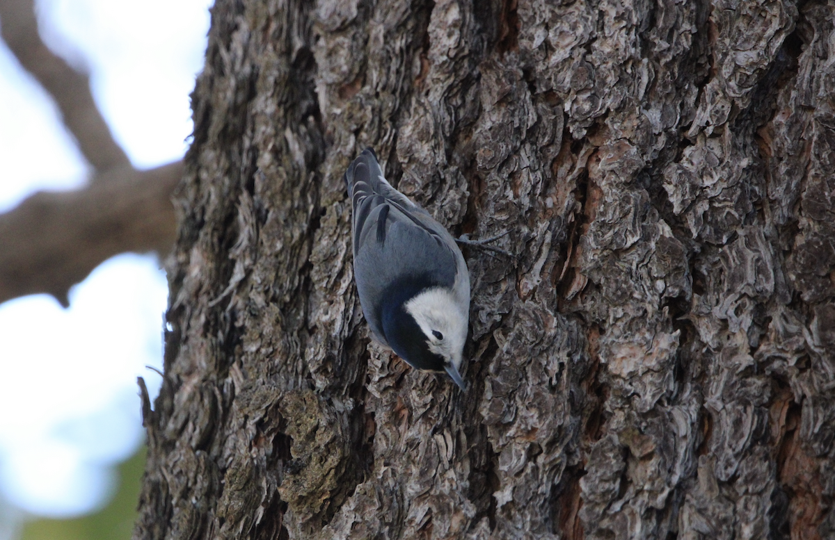 White-breasted Nuthatch - ML644103689