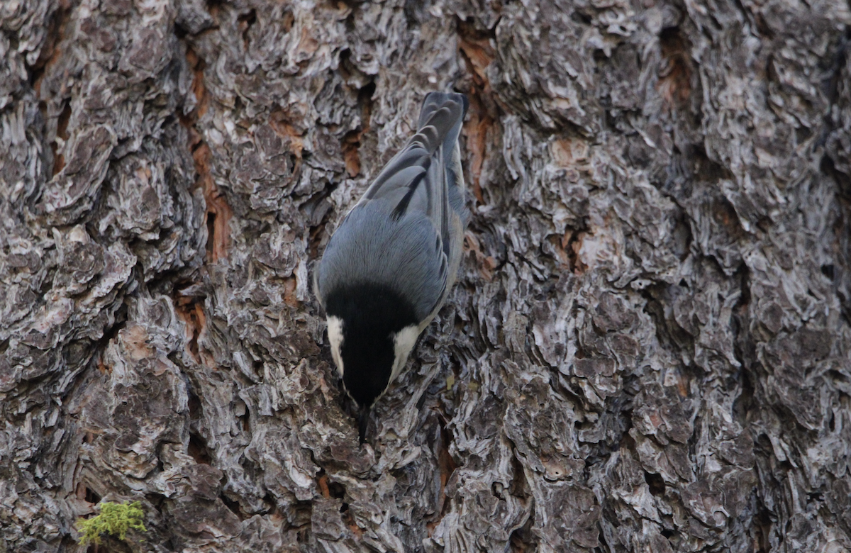 White-breasted Nuthatch - ML644103690