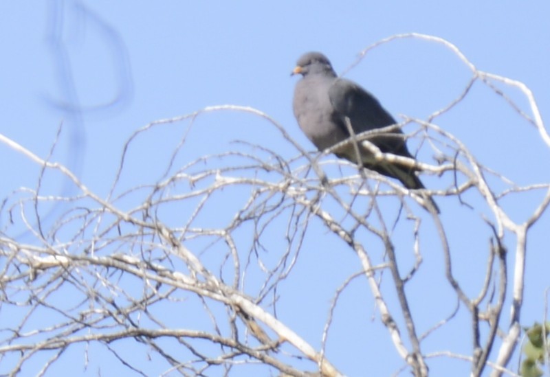 Band-tailed Pigeon - ML644103693