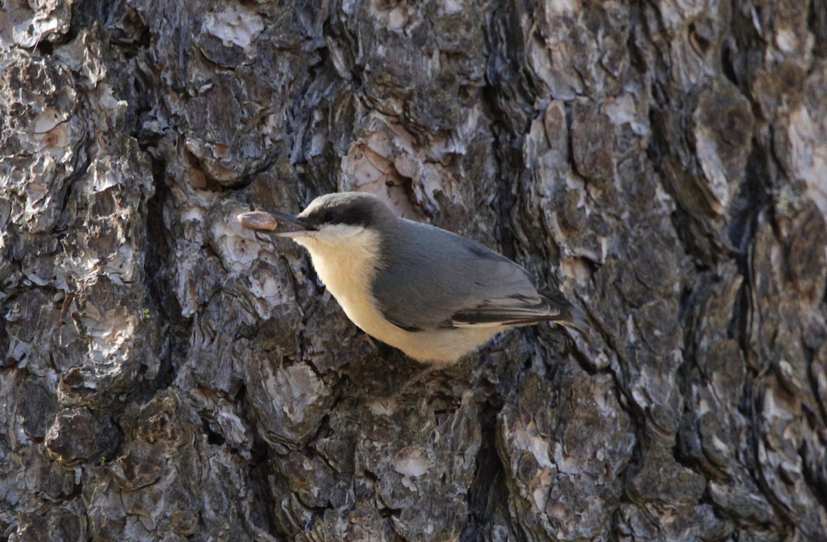 Pygmy Nuthatch - ML644103716