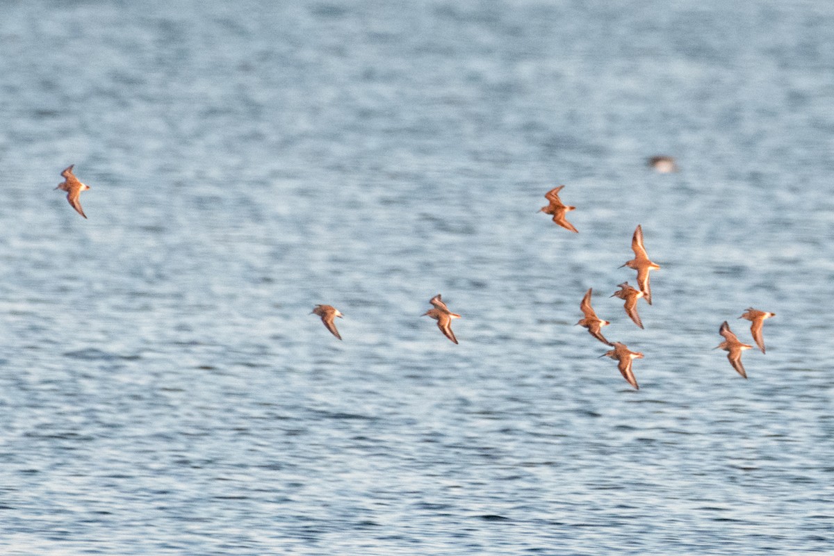 bonapartesnipe - ML644103718