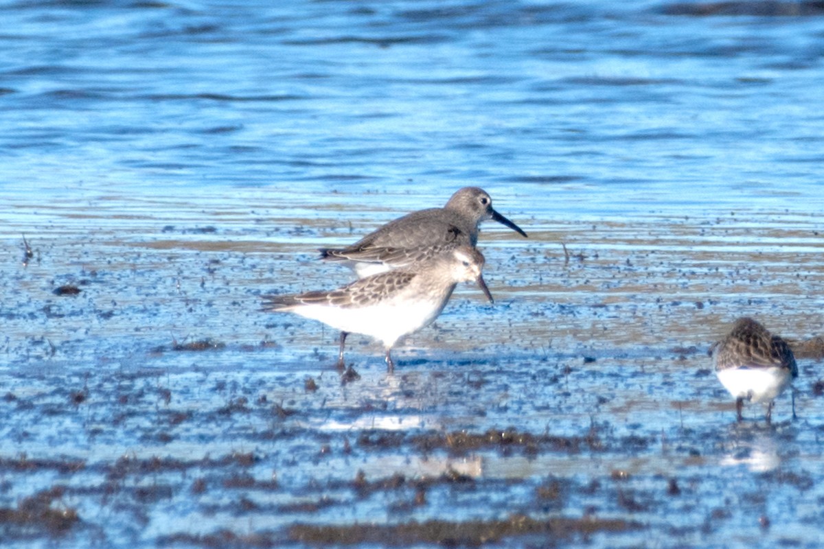 bonapartesnipe - ML644103719