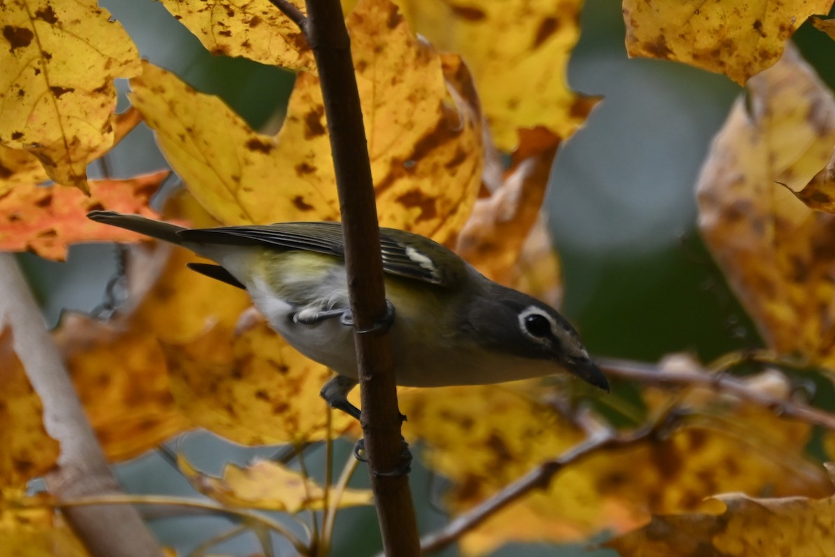 Blue-headed Vireo - ML644103746